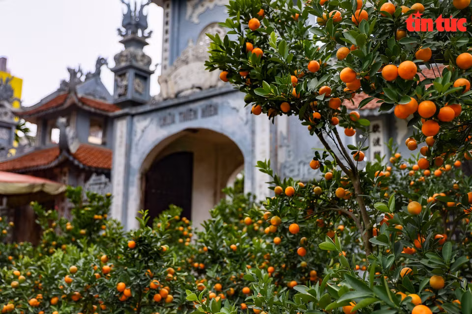 Kumquat trees - a symbol of Tet. (Photo: Tin tuc/VNA)