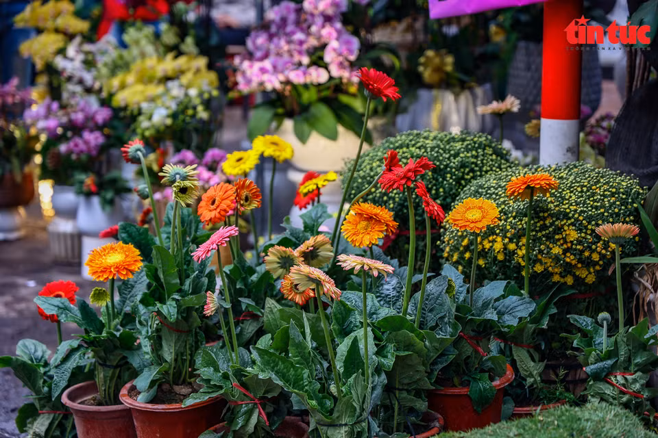 A flower market on Hoang Hoa Tham Street (Photo: Tin tuc/VNA)