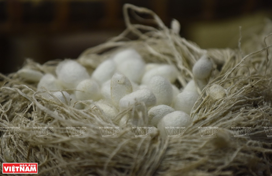 Silkworm cocoons before being spun into fibers (Photo: VNA)