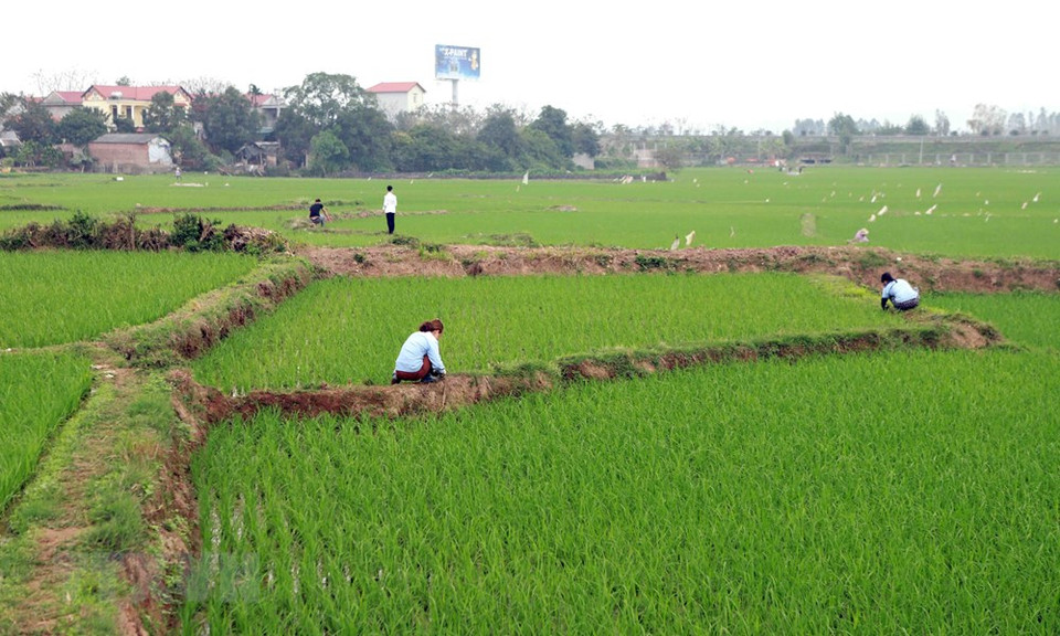 Cultivation activities of Son Loi people take place as usual (Photo: VNA)(Photo: VNA)