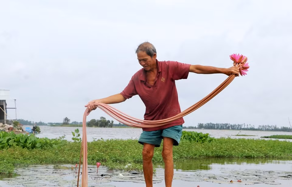 The business can earn about 400,000 - 500,000 VND (17 - 21 USD) a day. (Photo: VNA)