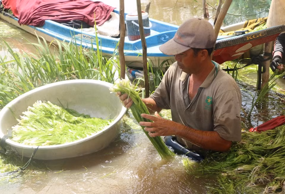 Garlic chives earns a farmer from 500,000 to 700,000 VND per day (21 - 30 USD). (Photo: VNA)