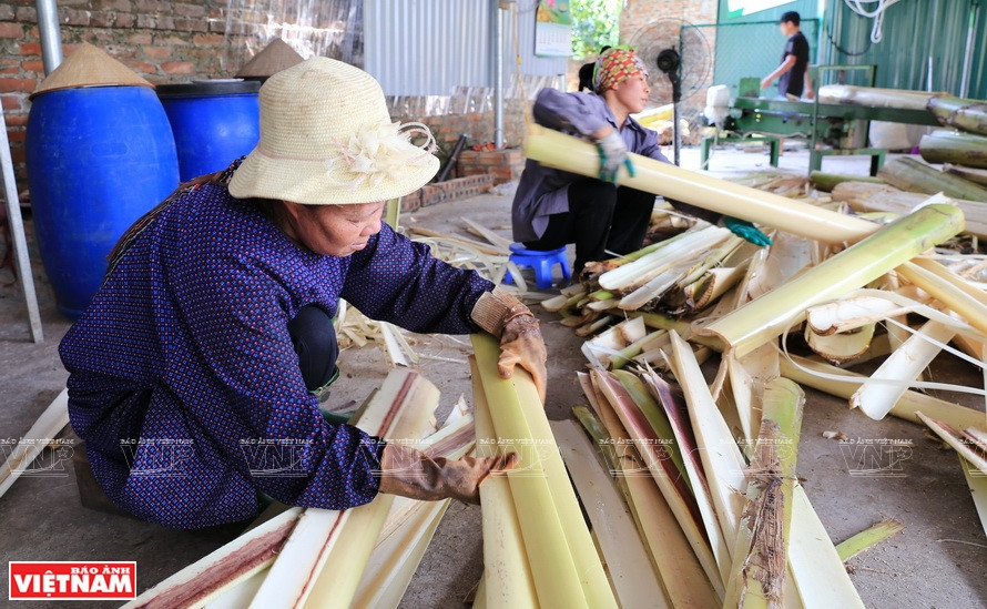 Farmers conduct preliminary processing on banana trunks to extract fibers. (Photo: VNP/VNA)