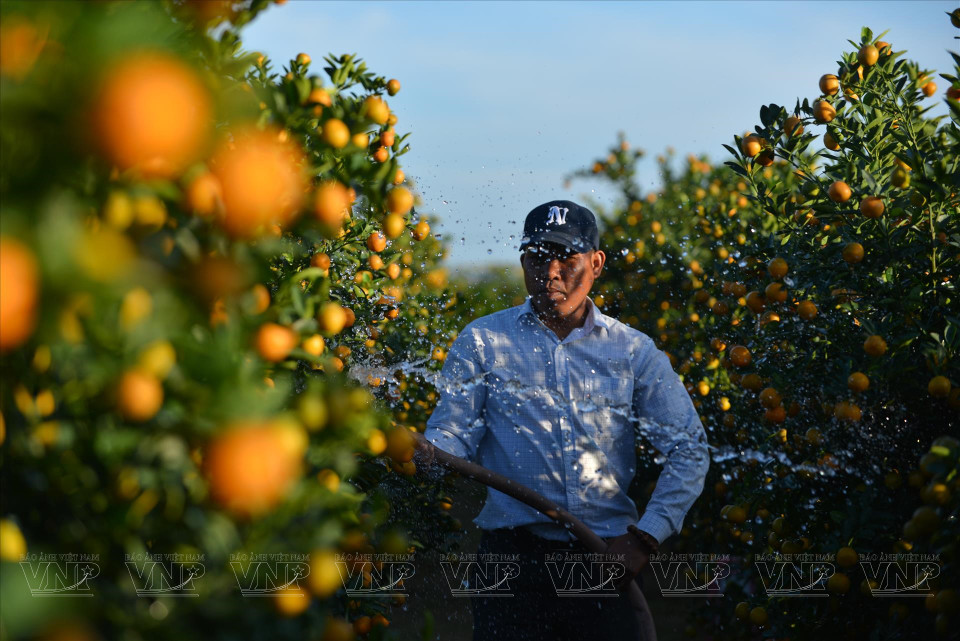 Growing flowers and ornamental plants in Hoi An (Photo: VNP/VNA)