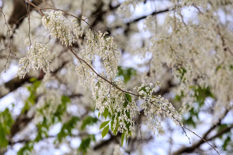 Dalbergia tonkinensis flowers look the most beautiful usually in the morning. This is the best time to take pictures of the flower.(Photo: VNA)