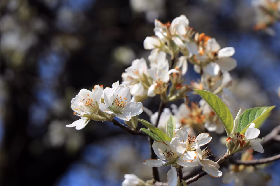 The medlar blooming season usually lasts from late February to early April, with the most beautiful time being the first half of March. (Photo: VNA)