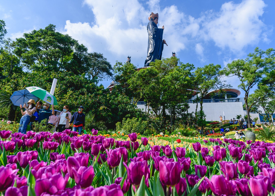 Tulips appear for the first time on the top of Ba Den Mountain, adding to visitors’ experience. (Photo: VNA) 