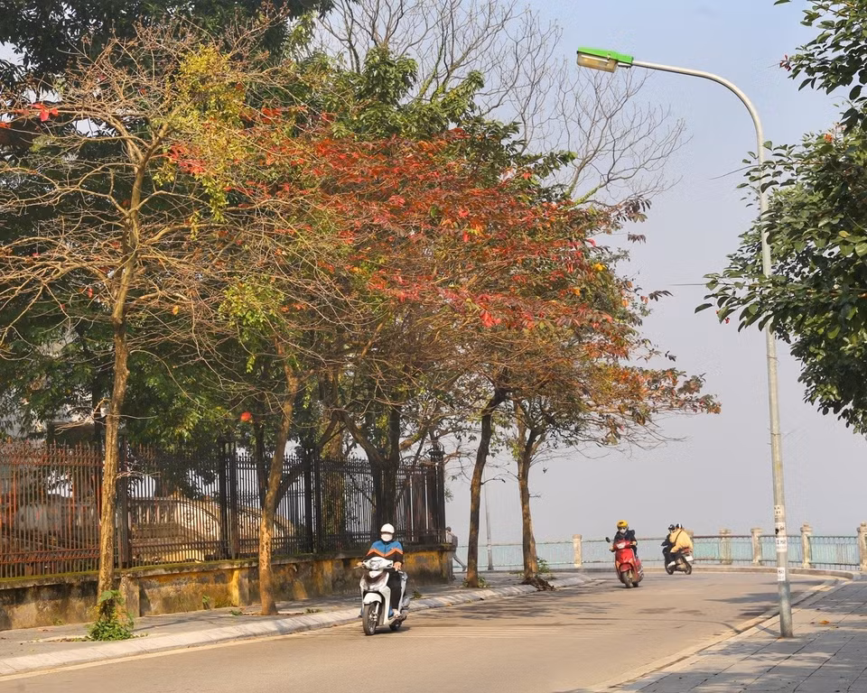 A street corner is brightened up with the red leaves. (Photo: VNA)