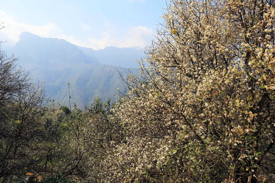 In March, Nam Nghiep village in Ngoc Chien commune, Muong La district, is awash with the pure white of medlar flowers. Medlar is a rustic tree that stands up to wind and rain and symbolises the endurance and resilience of the Mong ethnic minority people. (Photo: VNA)