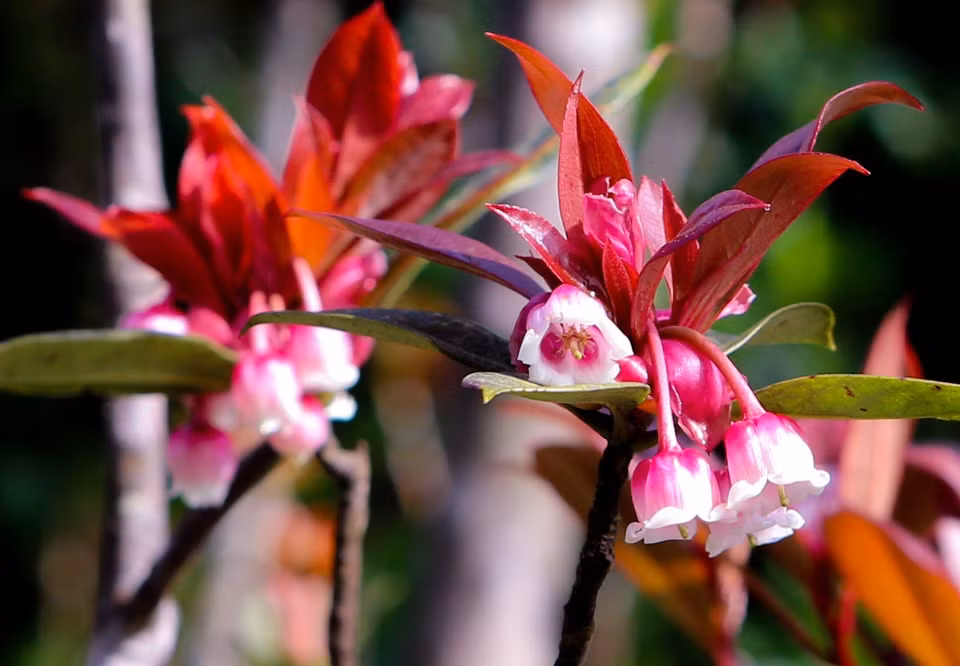 The flower is named by locals since its petals look like pink bells hanging from the branches of a tree. (Photo: VNA)