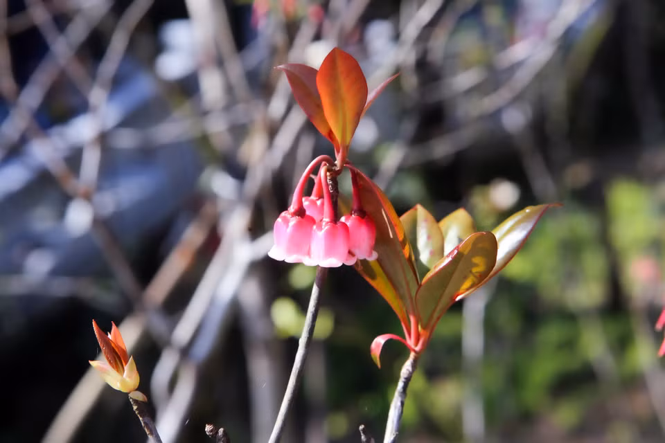 Bell-shaped peach blossoms often bloom from January to March. (Photo: VNA)