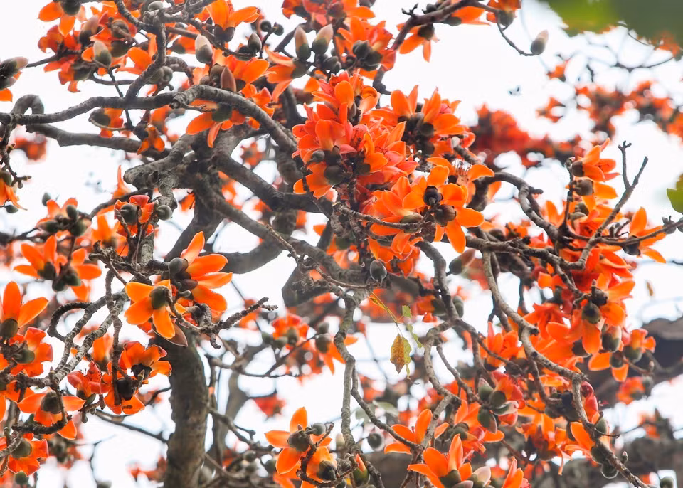 The red flowers with 5 petals appear in spring before the new foliage. (Photo: VNA)