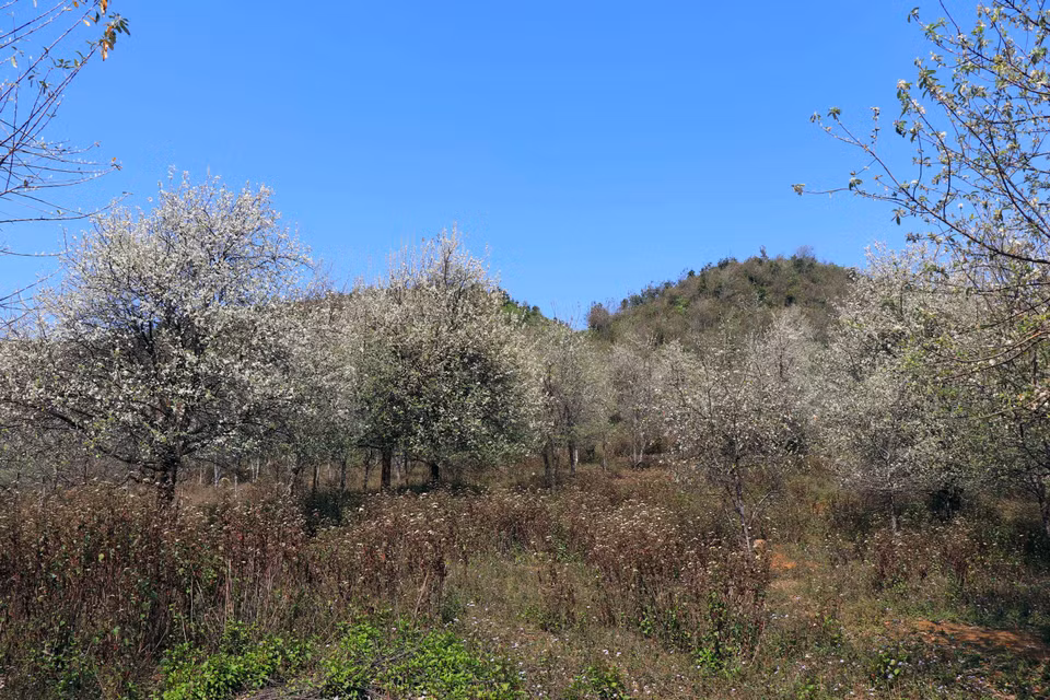 The medlar tree has been part of the lives of the Mong ethnic minority group in Son La province for generations, bringing economic benefits and greening bare land and hills. (Photo: VNA)