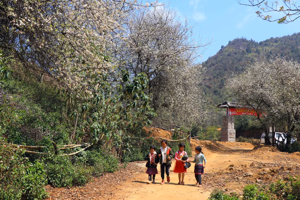 The way to school for children in Nam Nghiep village in Ngoc Chien commune is filled with medlar flowers. (Photo: VNA)