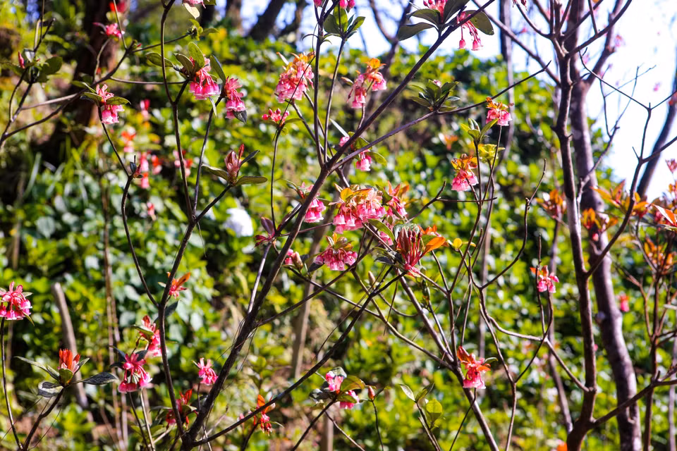 The pink of bell-shaped peach blossoms combining with the green of jungles creates a picturesque scene. (Photo: VNA)