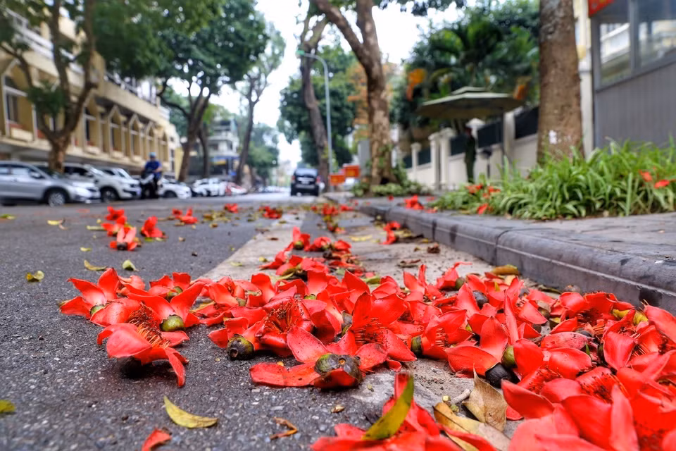 There are sayings that when red silk cotton flowers begin to fall, it’s time to plant sesame trees or time to put away warm blankets. (Photo: VNA)