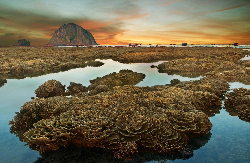  Coral reefs, Hon Yen, Tuy An district, Phu Yen. (Photo: VNA)
