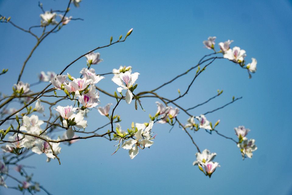 Lasting until the end of April, the Bauhinia flower is often associated with many festivals and games of the ethnic minority groups in the Northwestern region. (Photo: VNA)