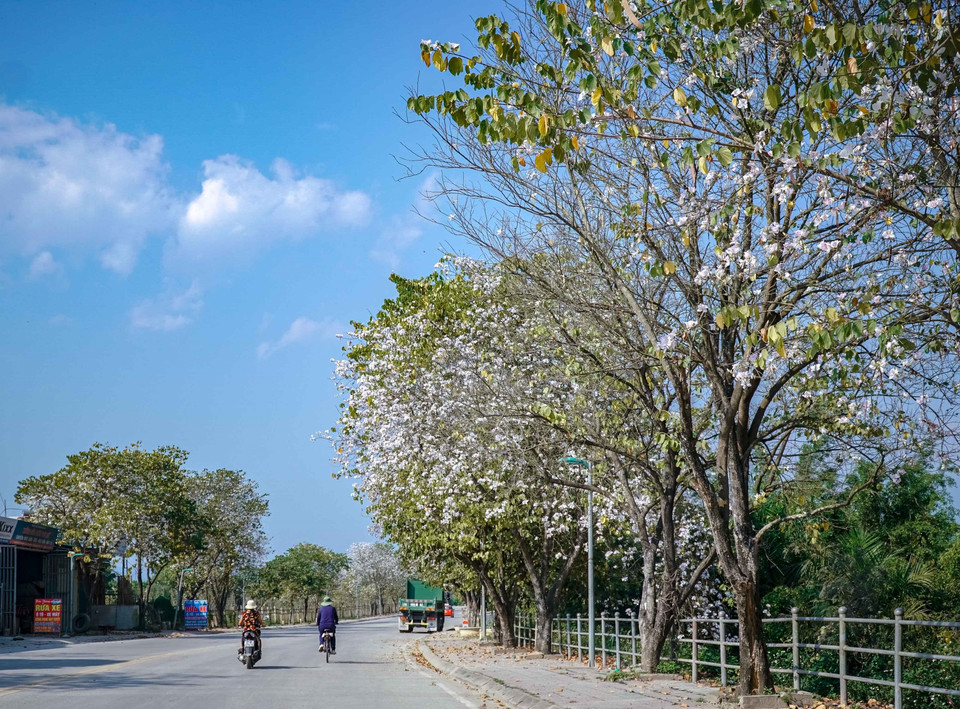  Ban flowers bloom in Nguyen Huu Tho street, Dien Bien Phu city. (Photo: VNA)