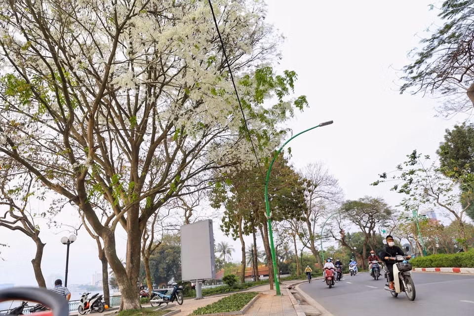 When the prime time comes, Sua flowers will whiten Hanoi’s skies. (Photo: VNA)