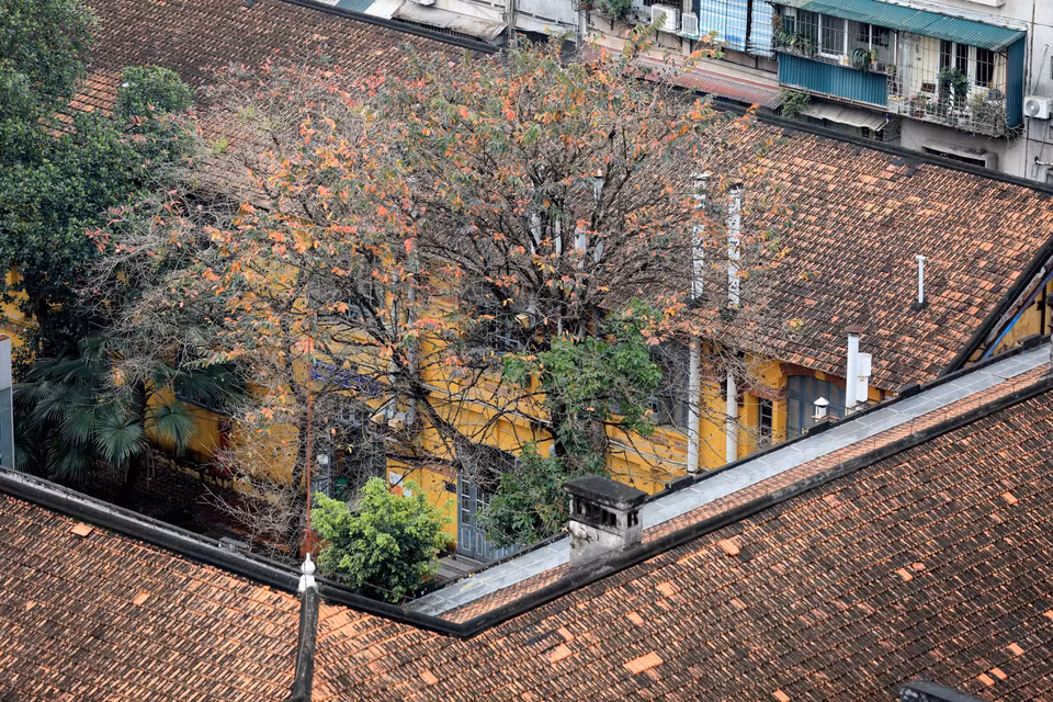 When the red and yellow colours are replaced with green young shoots, people can see that spring is passing and summer is coming. (Photo: VNA)