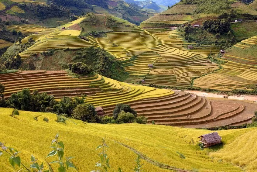 Terraced fields during the golden rice season in Mu Cang Chai, Yen Bai province. (Photo: VNA)