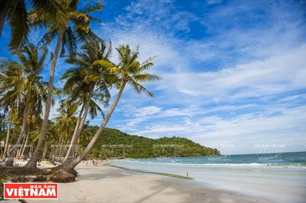 Bai Sao on Phu Quoc Island has coconut trees leaning towards the sea, creating a pristine space. (Photo: VNA)