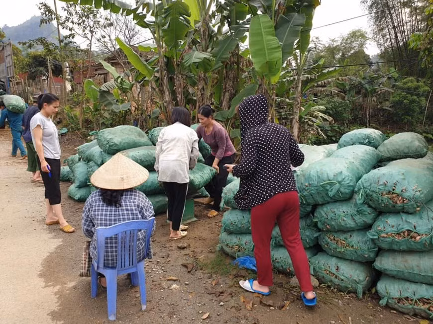 Turmeric is in its harvest season, while the market only buys more than 2,000 VND per kg, the enterprise still buys organic turmeric at a price of more than 5,000 VND/kg - Bac Kan Agricultural Company. COVID-19 pandemic has caused enormous impacts on Hanoi in particular and Vietnam in general. However, many enterprises have grasped this opportunity and shifted their production to making products of high demand, ensuring jobs for workers while contributing to the economic recovery after the pandemic. In the current context, the domestic market is a huge driving force for enterprises, accounting for 70% of the country's gross domestic product. (Photo: Vietnamplus) 