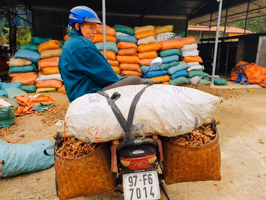 Workers deliver organic turmeric to a gathering place for purchasing – Bac Kan Agricultural Company. Turmeric is in its harvest season, while the market only buys more than 2,000 VND per kg, the enterprise still buys organic turmeric at a price of more than 5,000 VND/kg - Bac Kan Agricultural Company. COVID-19 pandemic has caused enormous impacts on Hanoi in particular and Vietnam in general. However, many enterprises have grasped this opportunity and shifted their production to making products of high demand, ensuring jobs for workers while contributing to the economic recovery after the pandemic. In the current context, the domestic market is a huge driving force for enterprises, accounting for 70% of the country's gross domestic product. (Photo: Vietnamplus)