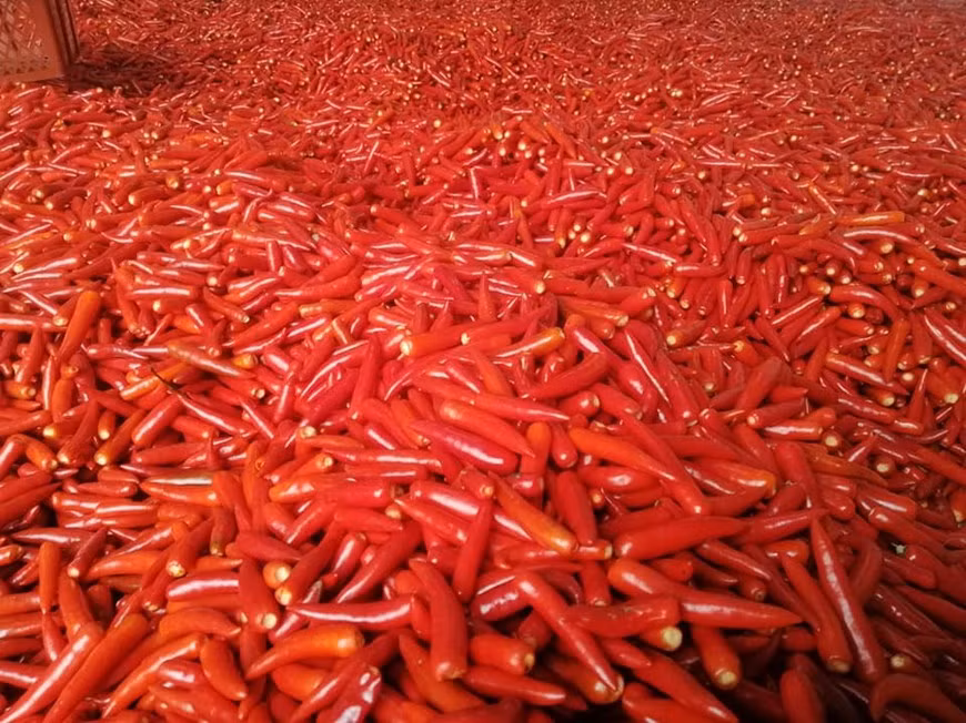 Harvest chili for exporting – Dace. Dace company concentrates on developing a selected range of important organic spice products: ginger, chili, turmeric, garlic and lemongrass. DACE runs a factory in Hanoi to ensure the supply of products to its customers. Next to the supply of organic spices for export, it is developing processed products and organic spices for the domestic market.Together with farmers Dace have obtained the organic certifications for Europe, USA and Japan for the cultivation and the processing of ginger, turmeric, garlic, chili and lemongrass.DACE’s organic products have been being exported to Europe, USA, Korea, Japan, Australia, Russia and the Middle East. (Photo: Vietnamplus)