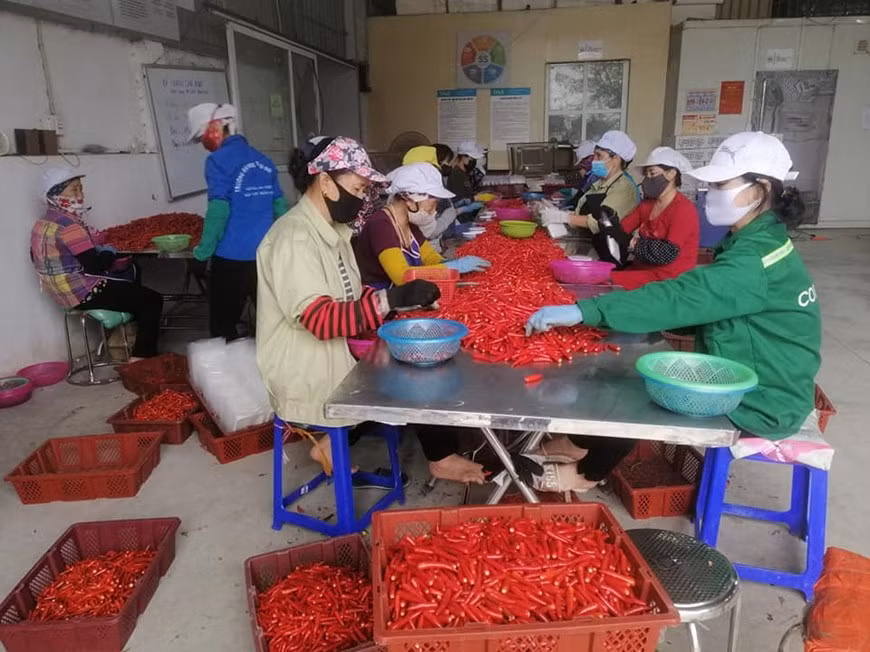 Workers are sorting chili at Agriculture Development and Environmental Consulting Company – Dace. In addition, the pandemic has caused many global value chains to collapse, indicating a high risk of countries being dependent on a single market. Besides changing product structure, production and business models, enterprises are advised to use domestic raw materials and build substantial domestic production chains. In the current context, the domestic market is a huge driving force for enterprises, accounting for 70% of the country's gross domestic product. Efficient exploitation of domestic consumer demand with appropriate products is the path enterprises should take to restore and develop production in parallel with exports. (Photo: Vietnamplus) 