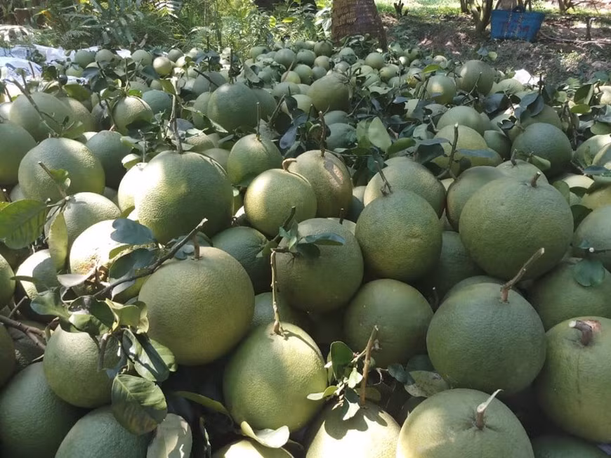 Harvesting pomelo at the Dai Thuan Thien Company. Besides changing their product structure, production and business models, enterprises are advised to use domestic raw materials and build substantial domestic production chains. In the current context, the domestic market is a huge driving force for enterprises, accounting for 70% of the country's gross domestic product. Efficient exploitation of domestic consumer demand with appropriate products is the path enterprises should take to restore and develop production in parallel with exports. Not all enterprises have managed to shift production effectively, but many successful business models have shown the creativity and initiative of Vietnamese enterprises. (Photo: Vietnamplus) 