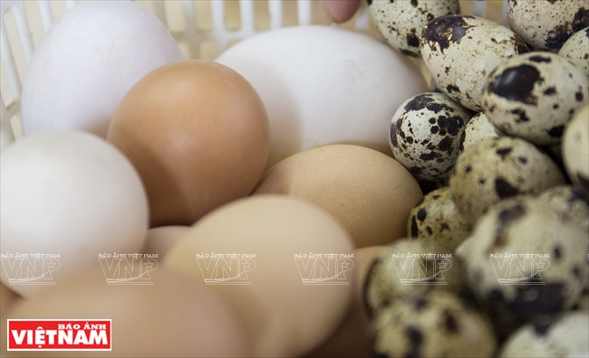 Nguyen Thanh Tam uses various kinds of eggshells (Photo: VNA).