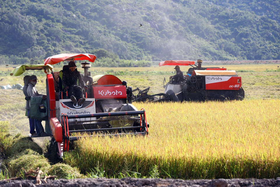 Harvesting the summer-autumn crop in Dong Hoa town. (Photo: VNA)