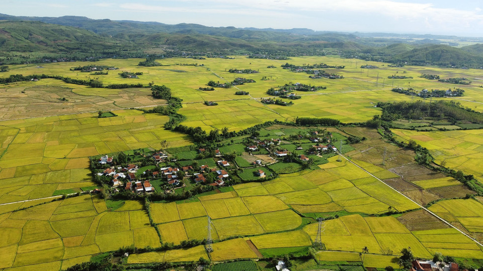 Rice fields in Hoa Quang Bac commune, Phu Hoa district during the summer-autumn crop. (Photo: VNA)