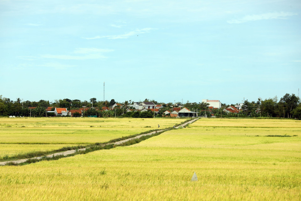 Images of rice fields stretching out into the distance attract tourists to Phu Yen. (Photo: VNA)