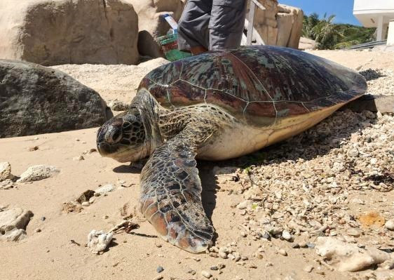 A sea turtle rescued and released back to sea in Nui Chua National Park in Ninh Thuan province. (Photo: VNA)