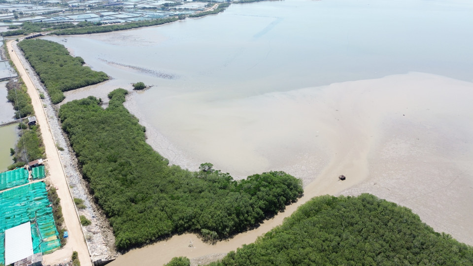 Mangroves in Nai Lagoon in Ninh Hai district, Ninh Thuan city, are expected to contribute to the province’s biodiversity preservation and climate change response efforts. (Photo: VNA)