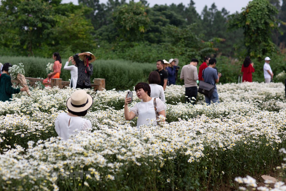 Taking pictures with ox-eye daisies has become a trend, especially among young people (Photo: Minh Son/Vietnam+)