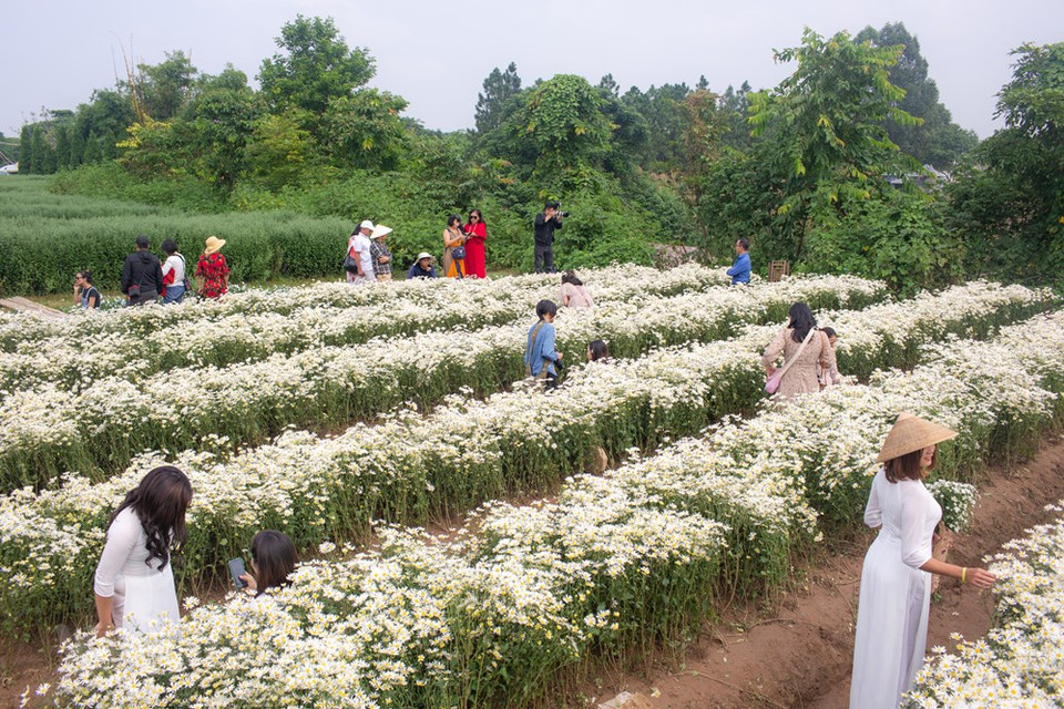 Early blossom ox-eye daisies enchant visitors (Photo: Minh Son/Vietnam+)