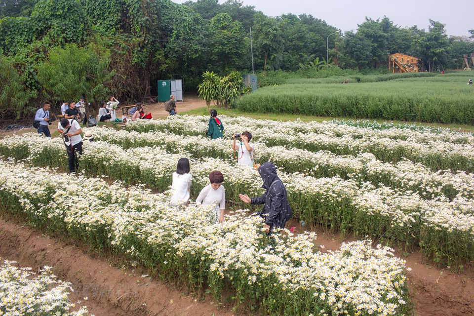 Late November is the season for ox-eye daisies as they spring up in rows along the banks of the Red River. This year, the flowers are in bloom earlier than in previous years. (Photo: Minh Son/Vietnam+)
