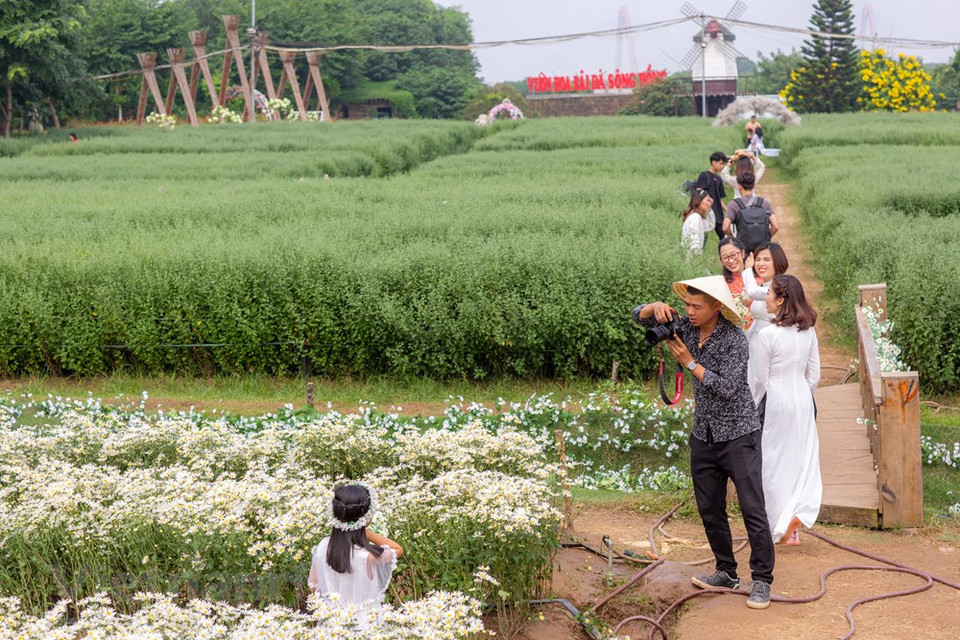 Thanks to their pure white beauty, these daisies have been popular for many years, and farmers have taken the opportunity to attract visitors to their fields. (Photo: Minh Son/Vietnam+)
