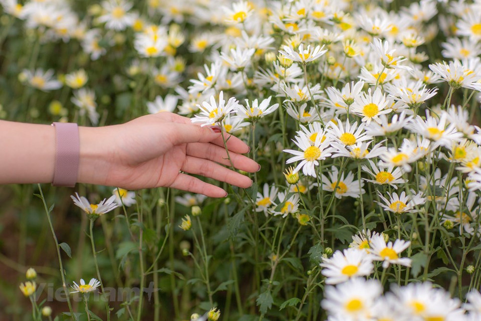 When millions of ox-eye daisies erupt in Vietnam's capital, it must mean winter is coming. Hanoians are flocking to daisy gardens to capture the moment. (Photo: Minh Son/Vietnam+)