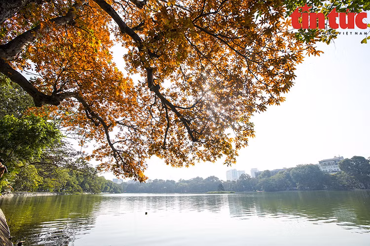 The tree changes colour and creates a beautiful and romantic sight in Hanoi during winter. (Photo: VNA)