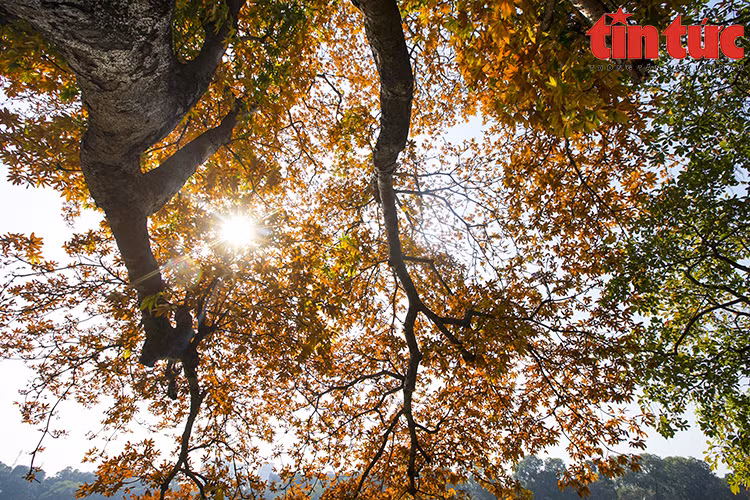 The tree changes colour and creates a beautiful and romantic sight in Hanoi during winter. (Photo: VNA)