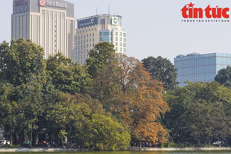 The corner of Hoan Kiem Lake where the tree turns orange attracts people to come and sightsee. (Photo: VNA)