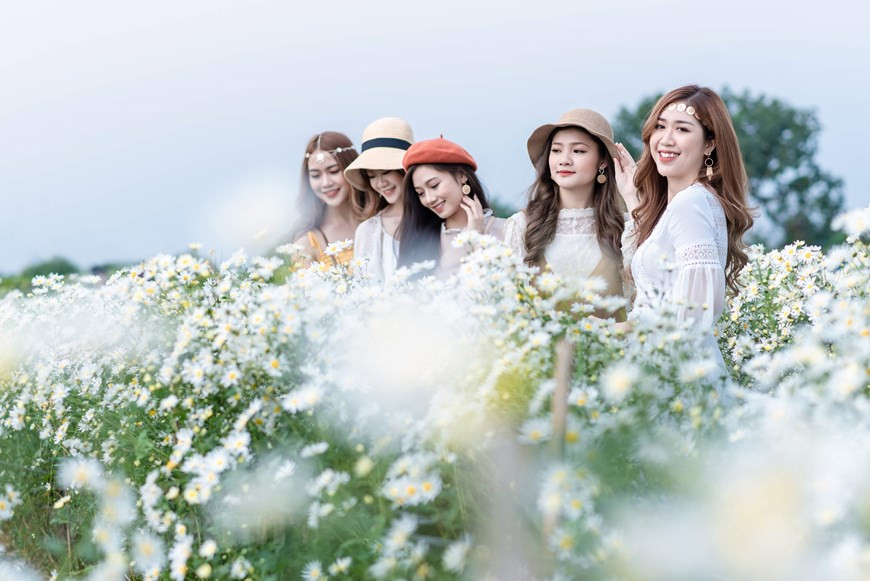 The most favorable time for shooting with the ox-eye daisy in the gardens is in the early morning and the late afternoon when the sunlight is not too intense and makes the photos more harmonious and fairly bright(Photo: Vietnam+)