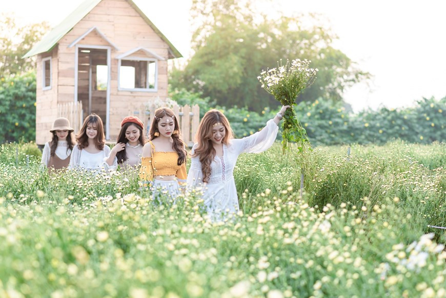 Between the end of October and the beginning of November, oxeye daisy starts to bloom, coloring up the early winter in Hanoi with the romance and peace (Photo: Vietnam+)