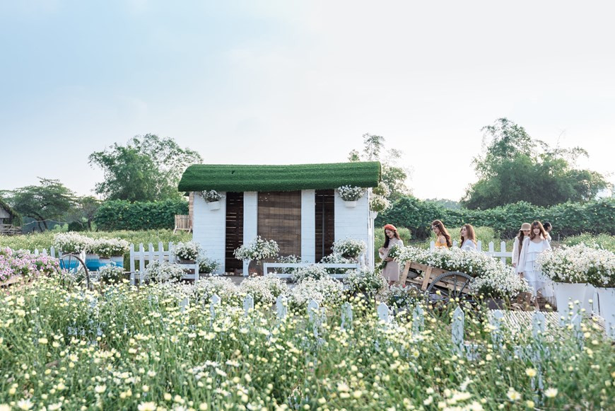 Pure oxeye daisies cover the 3000-sqm ‘Flower Meadow’ (Photo: Vietnam+)