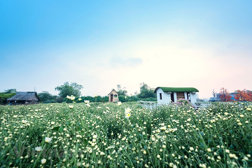 The area for the daisy buds in the garden is also a notable backdrop for photo capturing (Photo: Vietnam+)